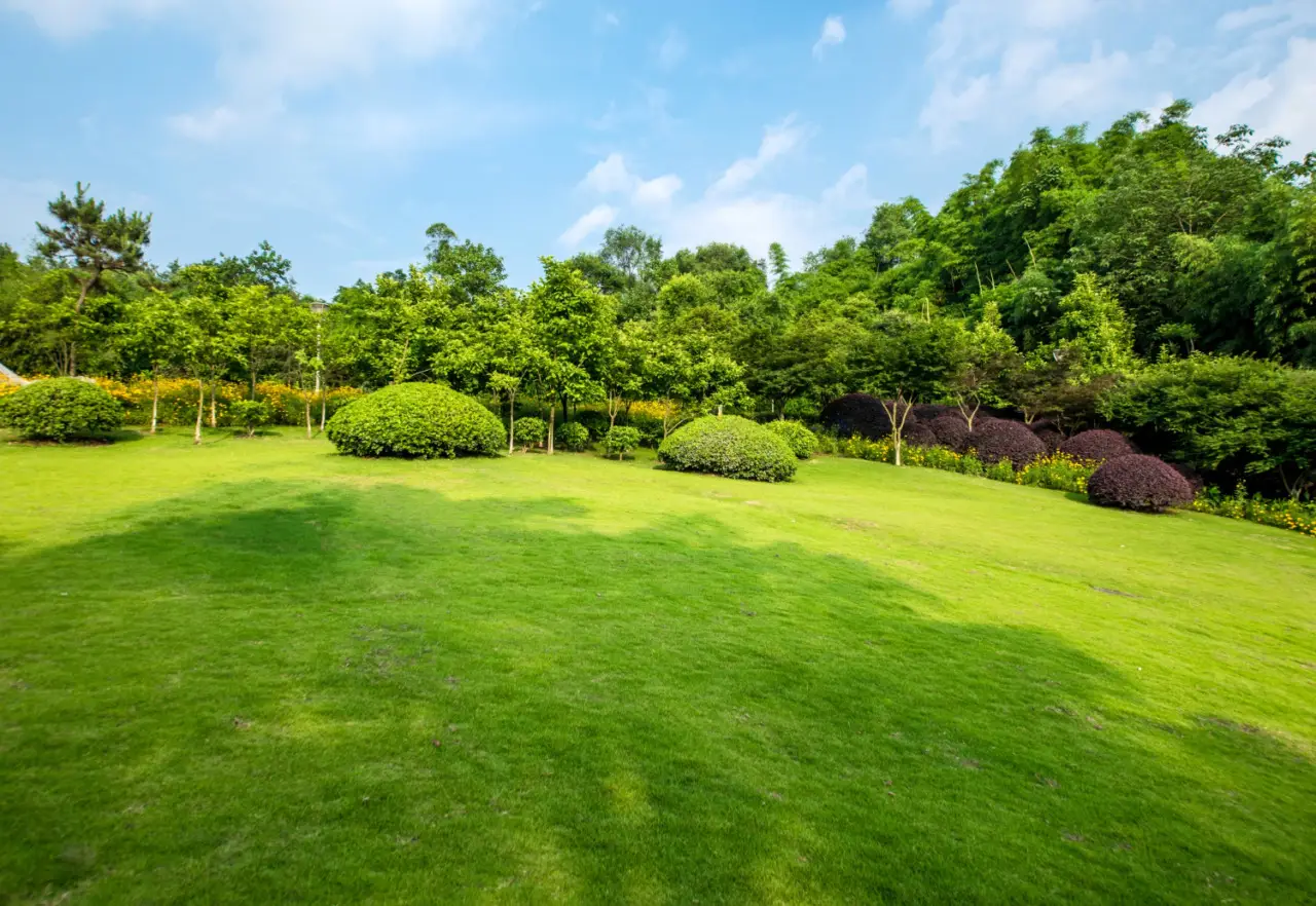 Vuoi un prato sempre verde anche nei mesi caldi? Prova la pacciamatura organica suggerita dagli agronomi Vuoi un prato sempre verde anche nei mesi caldi? Prova la pacciamatura organica suggerita dagli agronomi