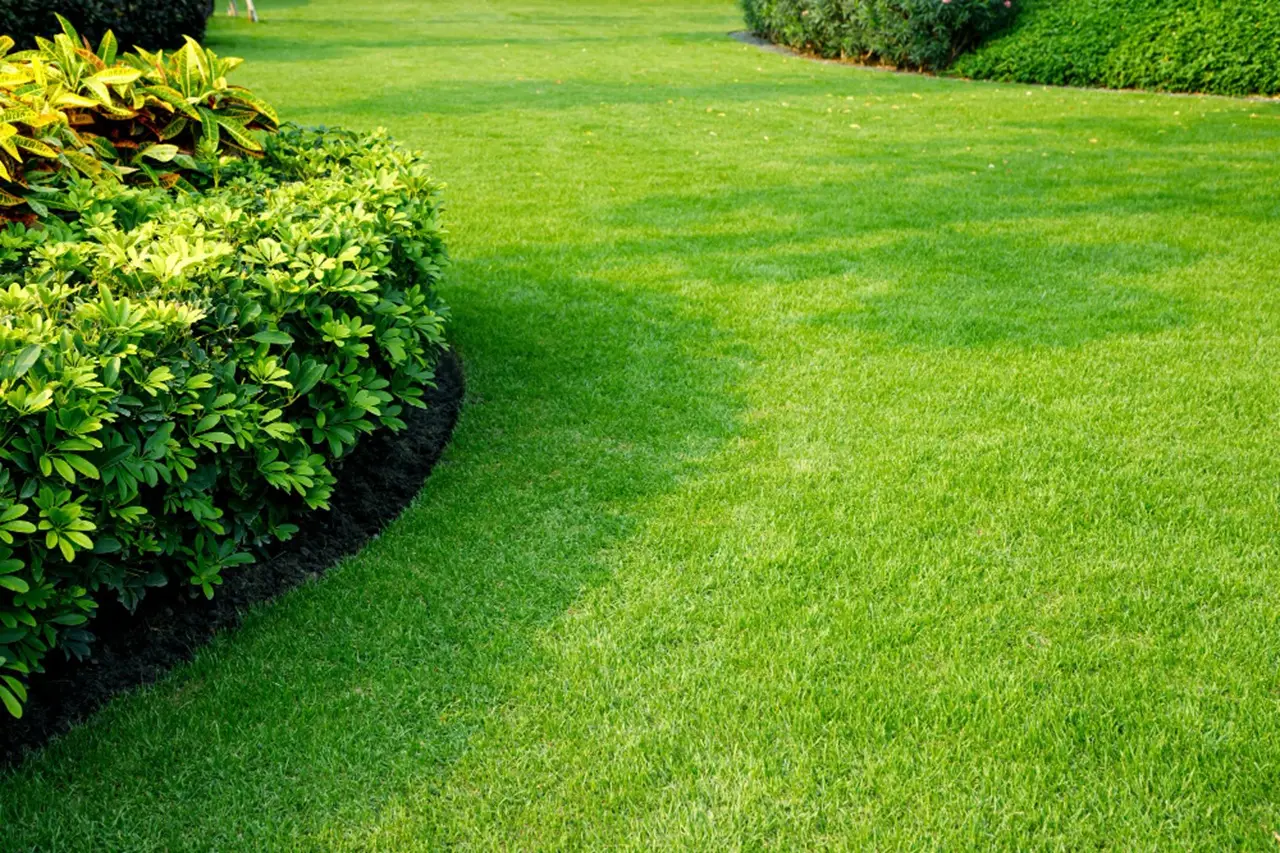 Vuoi un prato sempre verde anche nei mesi caldi? Prova la pacciamatura organica suggerita dagli agronomi Vuoi un prato sempre verde anche nei mesi caldi? Prova la pacciamatura organica suggerita dagli agronomi