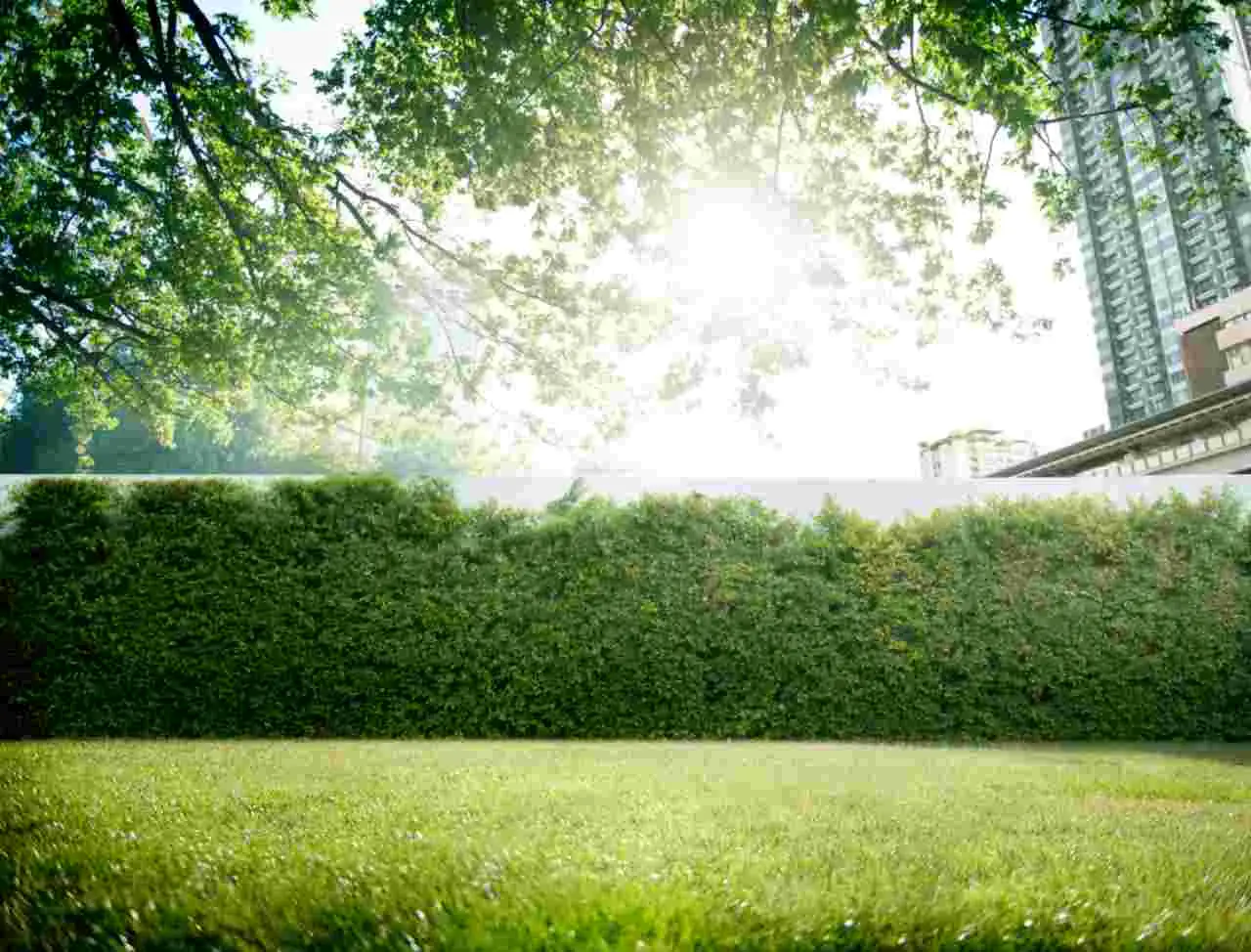 Vuoi un prato sempre verde anche nei mesi caldi? Prova la pacciamatura organica suggerita dagli agronomi Vuoi un prato sempre verde anche nei mesi caldi? Prova la pacciamatura organica suggerita dagli agronomi