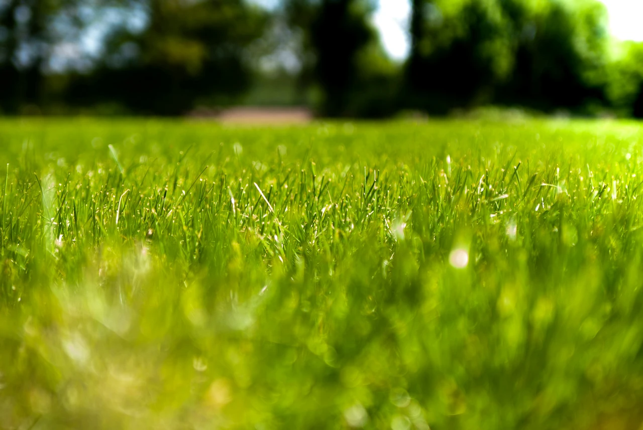 Vuoi un prato sempre verde anche nei mesi caldi? Prova la pacciamatura organica suggerita dagli agronomi Vuoi un prato sempre verde anche nei mesi caldi? Prova la pacciamatura organica suggerita dagli agronomi
